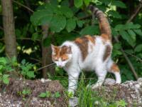 Katze weiß hellbraun